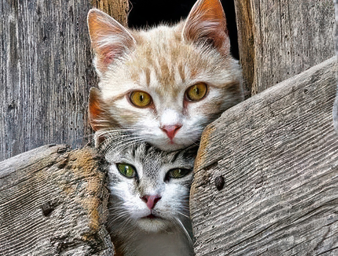 one orange tabby kitten and one makceral tabby kitten peering our from weathered boards